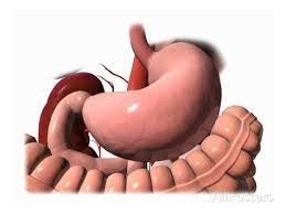 Gastroenterologos y Endoscopias