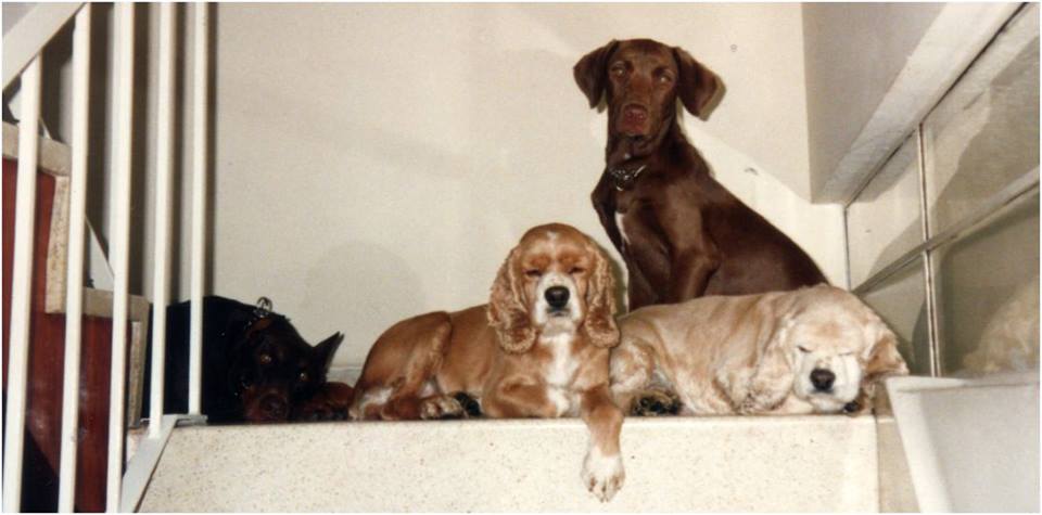 Veterinarios